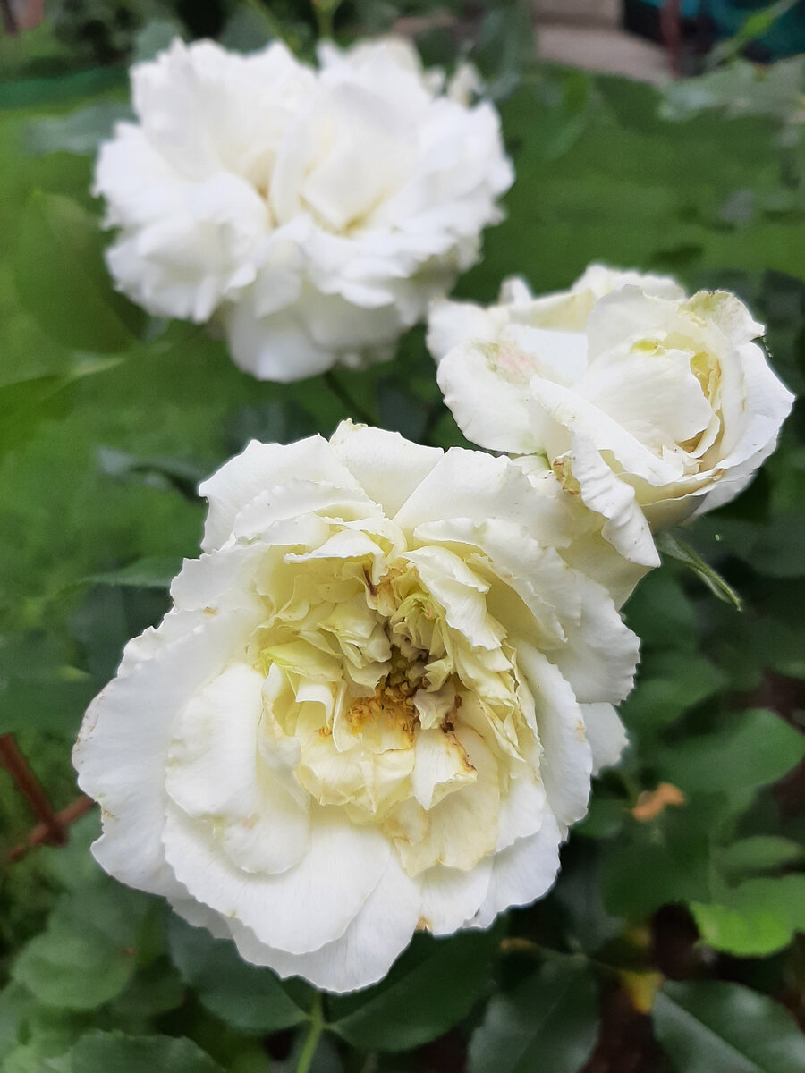 Трипсы нам сильно портят цветки, появляются не каждый год, но как они выглядят и что с ними делать тоже понятно.