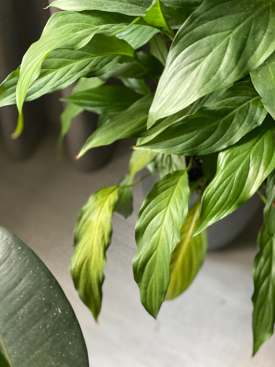 Старение листиков у цветка. Фото автора.