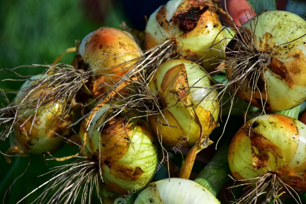 Борьба с луковой мухой народными. Луковая Муха борьба. Луковая Муха отряд. Луковая Муха луковая нематода. Луковая и морковная Муха.