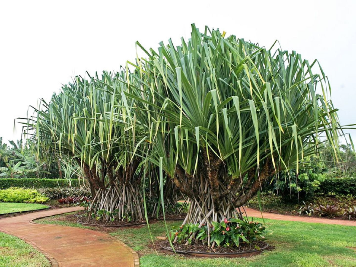 Пандан не совсем одомашненный (но приручённый)