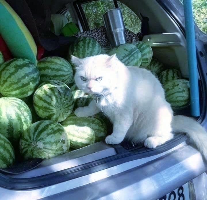 иллюстрация из свободного доступа на Яндекс картинки.