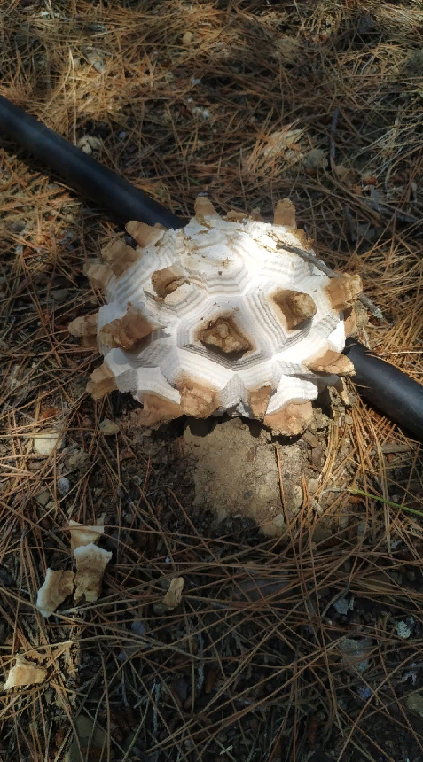 Алексей Нарбеков