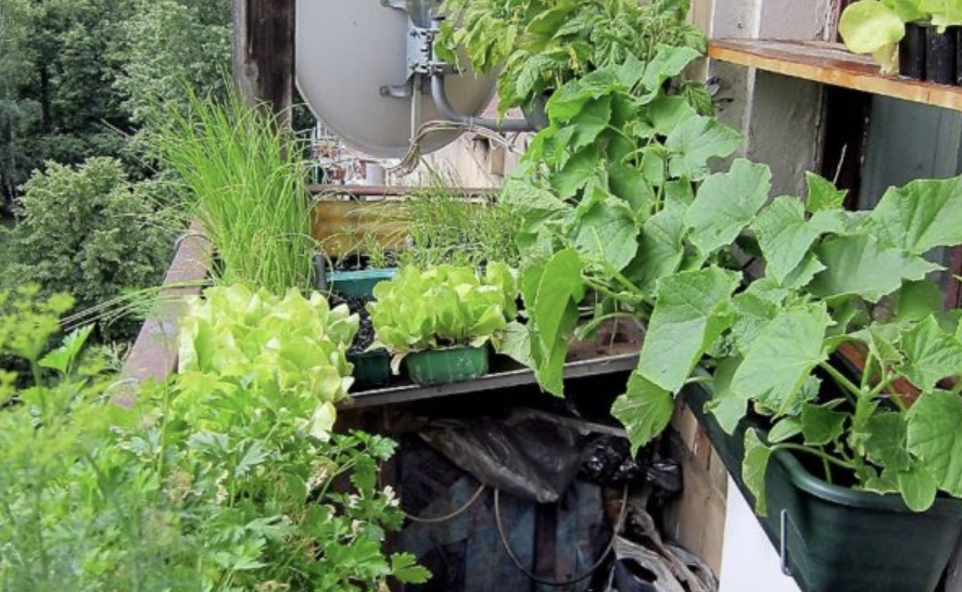 Капуста на балкон. Овощи на балконе. Огород на балконе. Вырастить зелень на балконе. Огород в квартире.