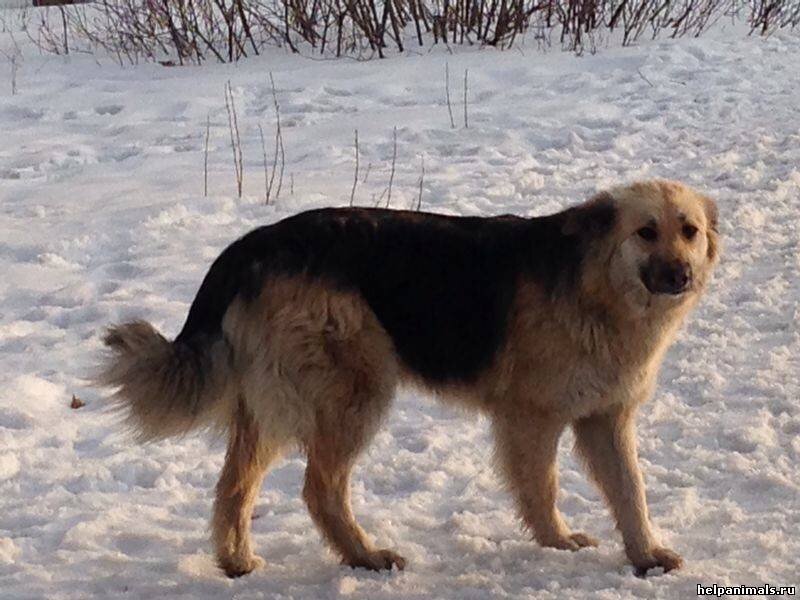 Мухтар был похож окрасом на эту собаку, только был гладкошёрстным. Фото из интернета