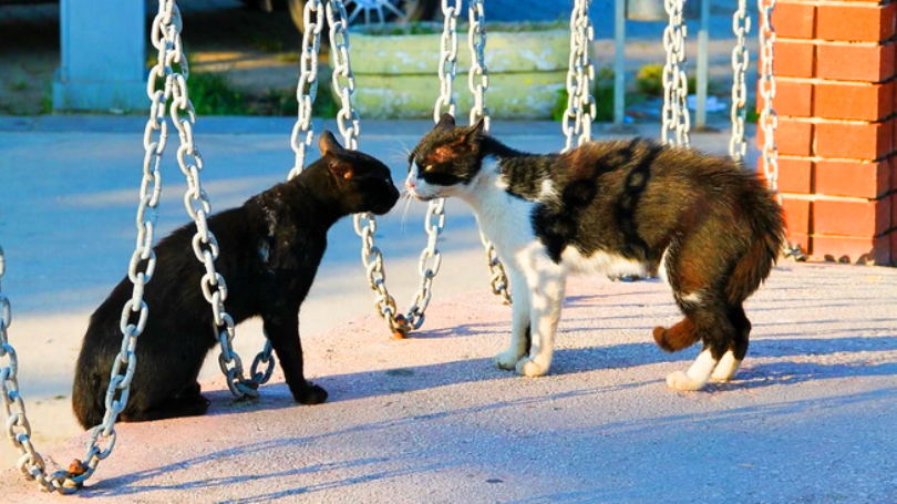 Почему кошки смотрят друг на друга?