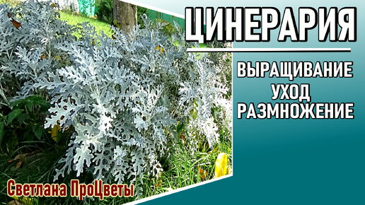 Цинерария Особенности выращивания Уход Размножение