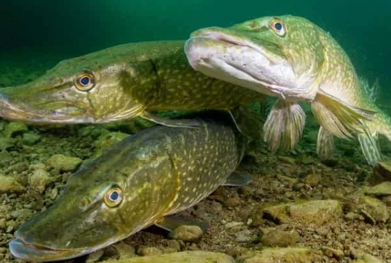 Добавьте описание