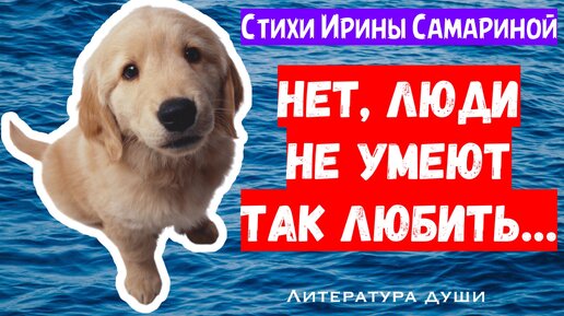 Стихи, которые поймут, только кто любит животных