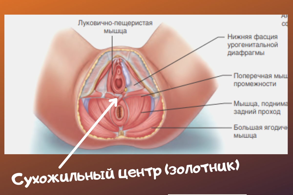 Что такое антропология (Лавров) — Викитека