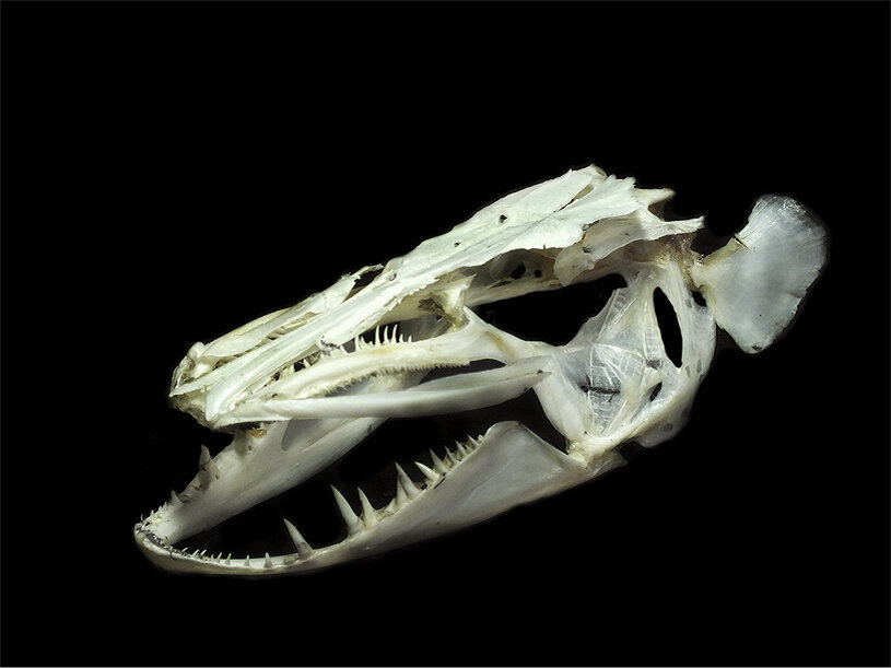 Висцеральный скелет хрящевых рыб. Гиостилия амфистилия. Скелет головы рыб. Скелет щуки. Схема строения черепа костных рыб.