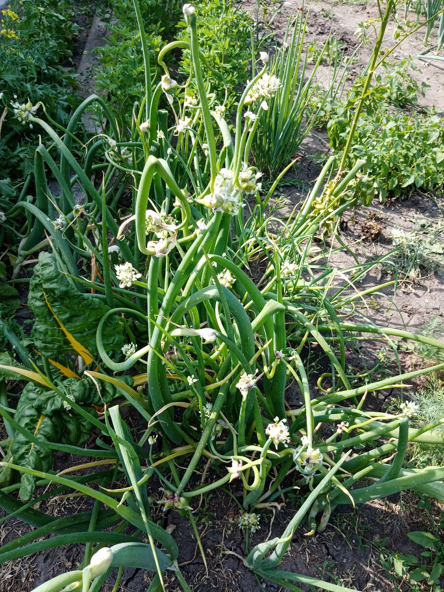 22.06.2021 г. Многоярусный лук (рогатый, шагающий)