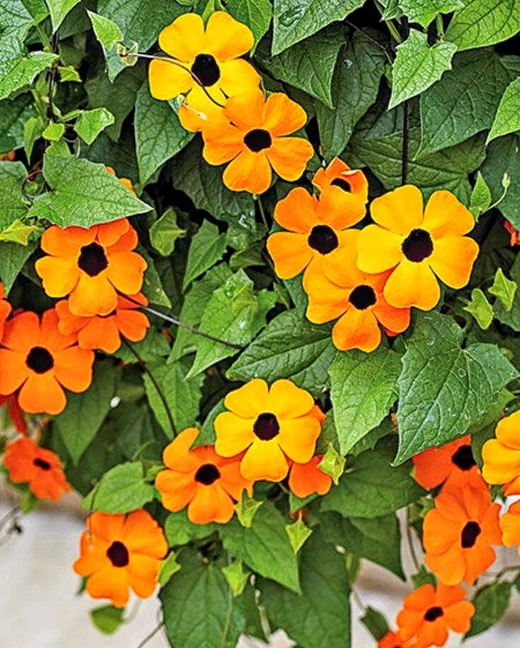 Тунбергия крылатая оранжевая, фото Яндекс. Картинки