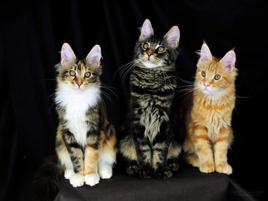 Кузя, Мурзик и Мяфа.