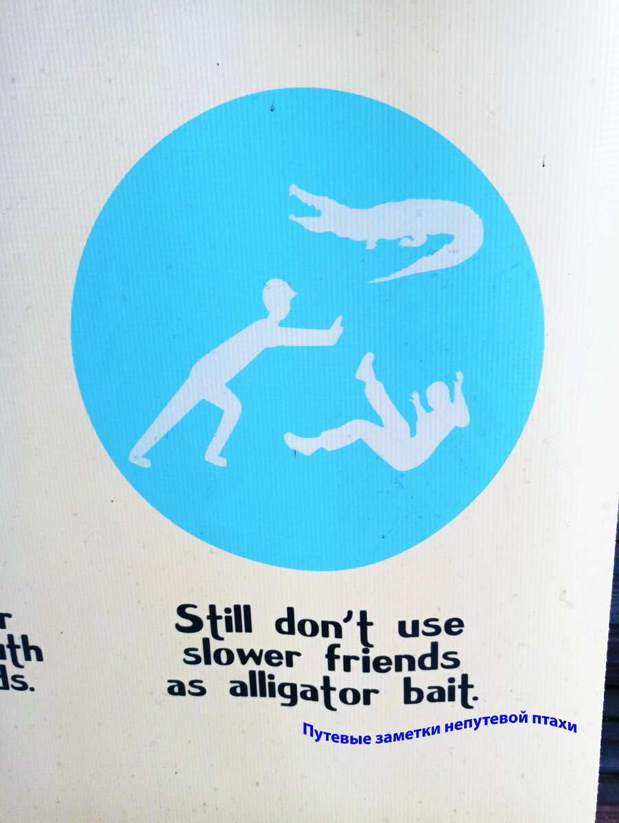 Перевод: "Не используйте более медленных друзей в качестве наживки для аллигаторов". Фото автора