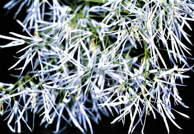 Листайте галерею. Шелковые лепестки хионантуса красиво развиваются на ветру. Фото с сайта: https://clck.ru/adowJ.