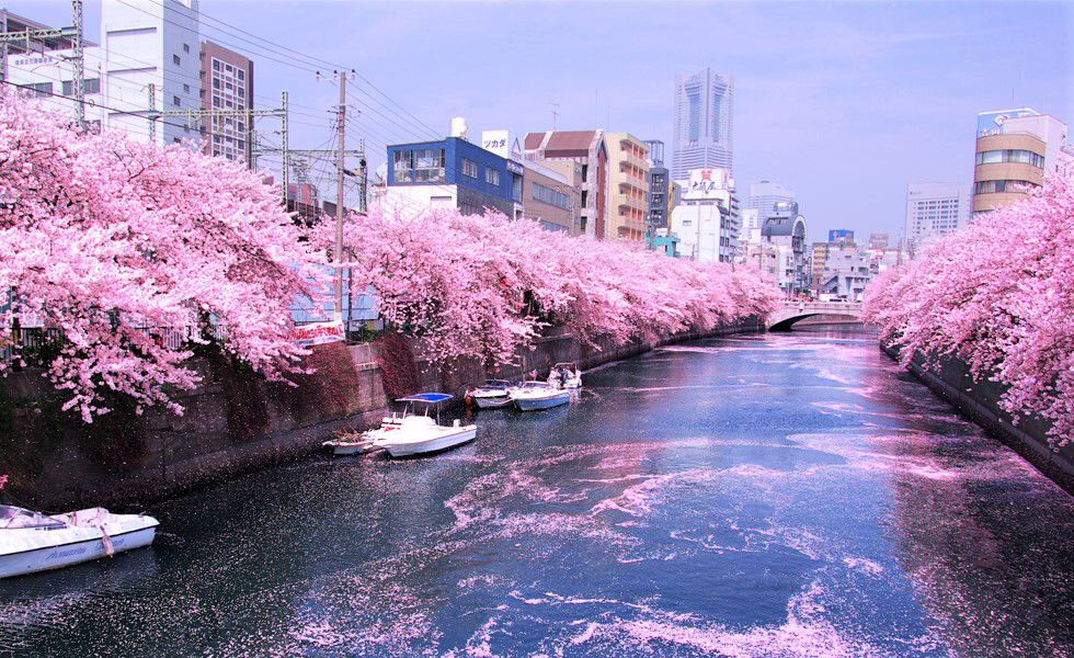 Ханами - праздник цветения Сакуры.  Источник: Яндекс. Картинки 