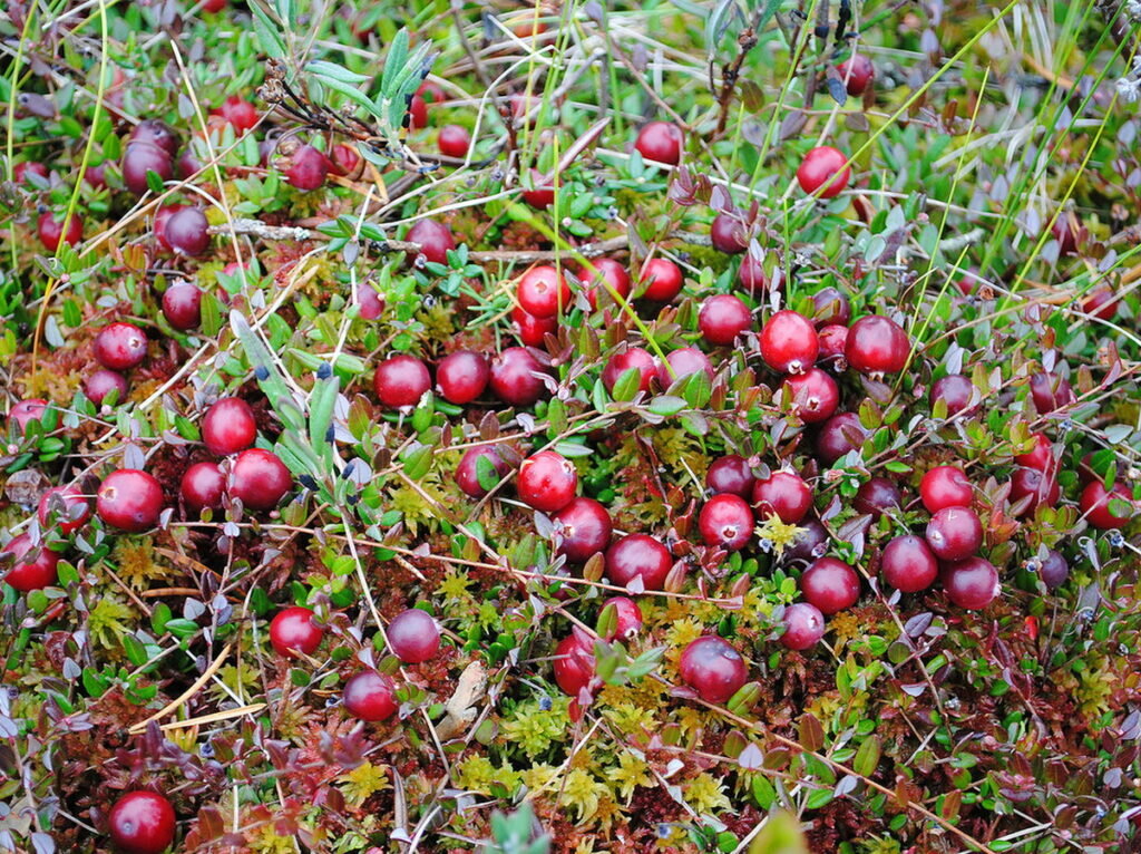 Я хочу вам открыть секрет приготовления морса с клюквы.