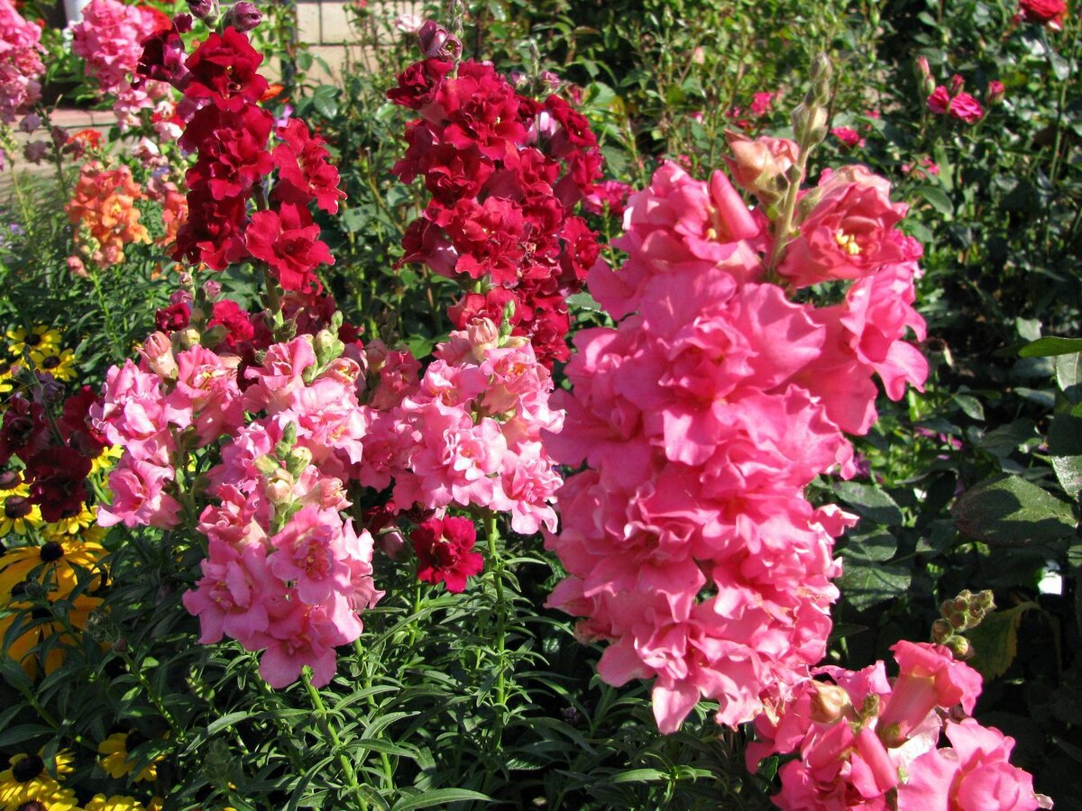 Antirrhinum Snaptastic Pink