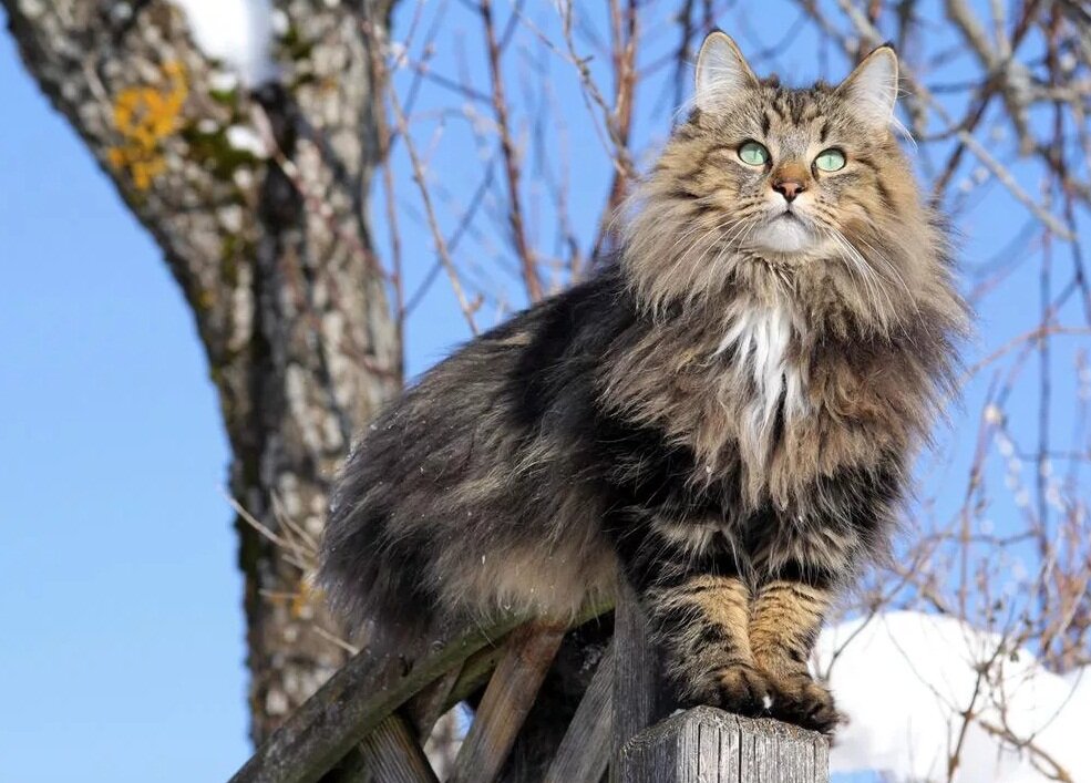 Яндекс картинки