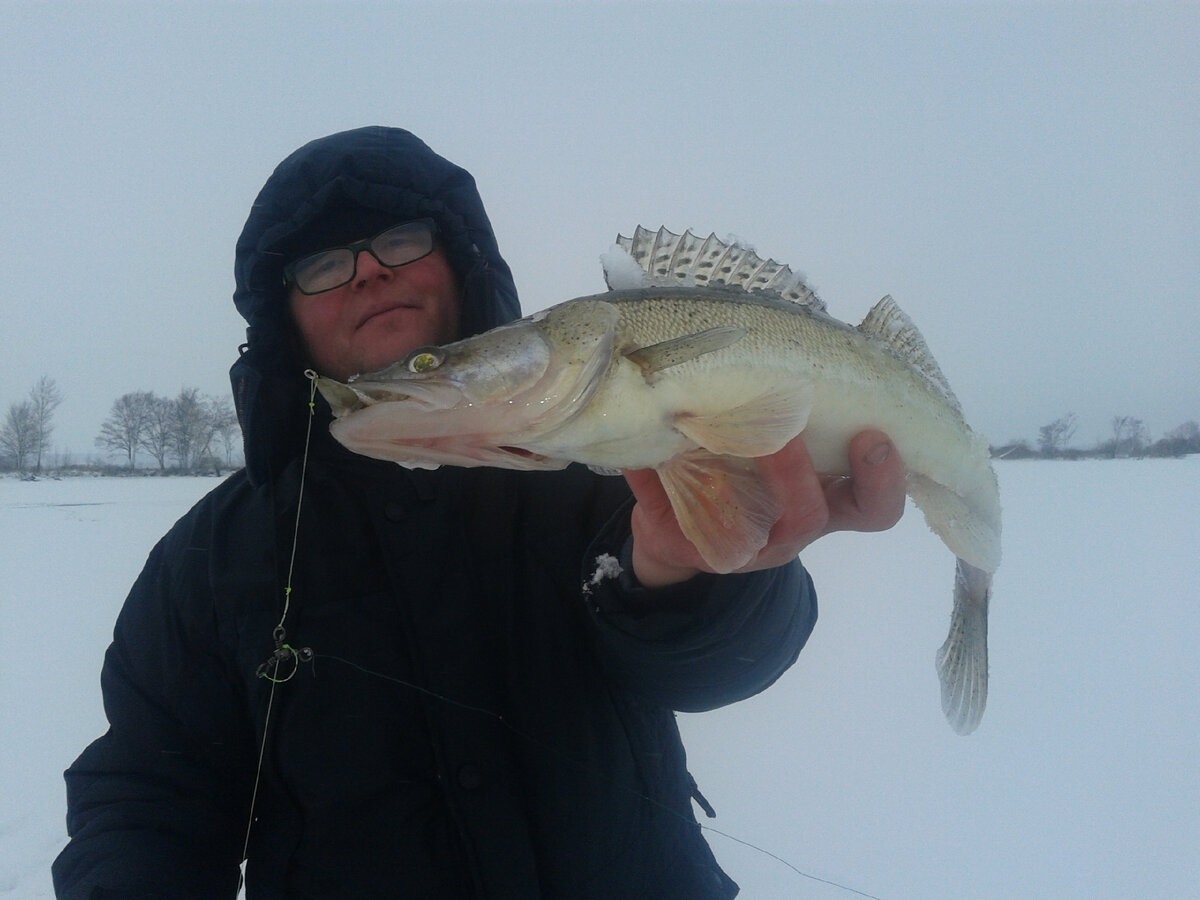 Судачок 1700 гр