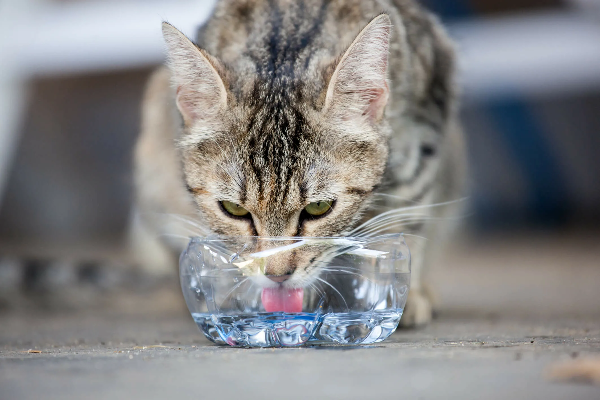 Кошка вода нос