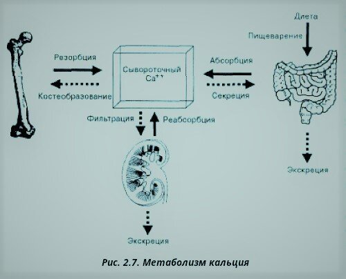 вот так, в общих чертах происходит круговорот кальция в нас