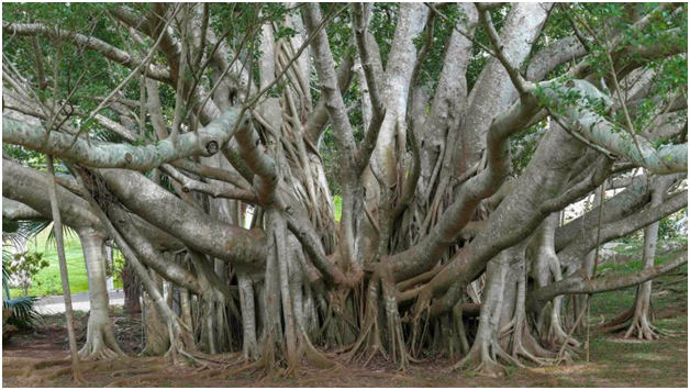 https://science.howstuffworks.com/life/botany/understanding-roots-banyan-tree.htm