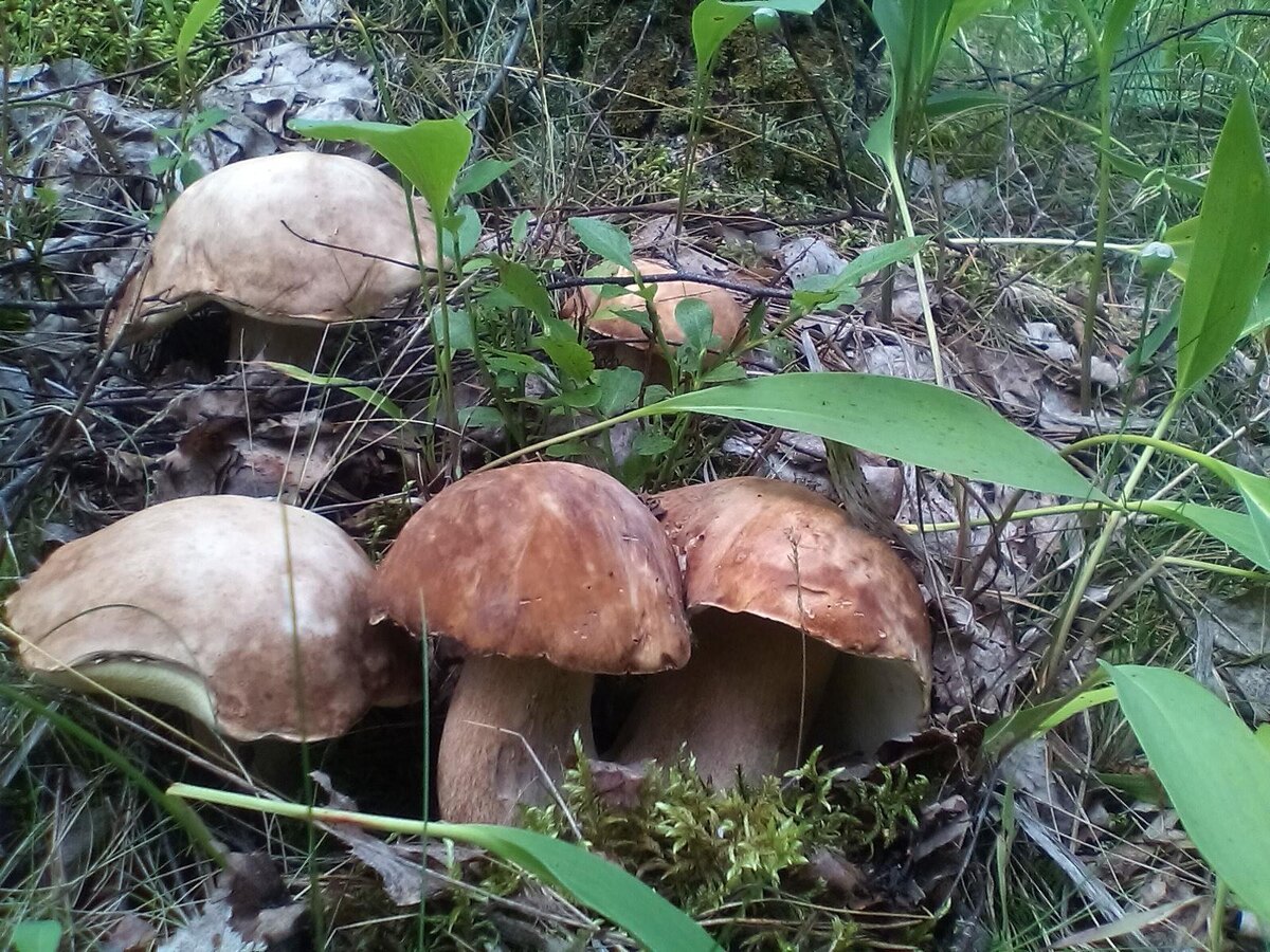 КАМУФЛЯЖ? Но ОБНАРУЖЕНЫ!