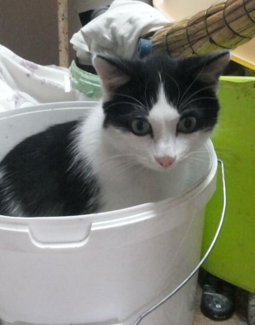 Наш кот обожает уборку. В это время он всегда рядом, и счастлив необыкновенно, если удалось поваляться в мусоре. 