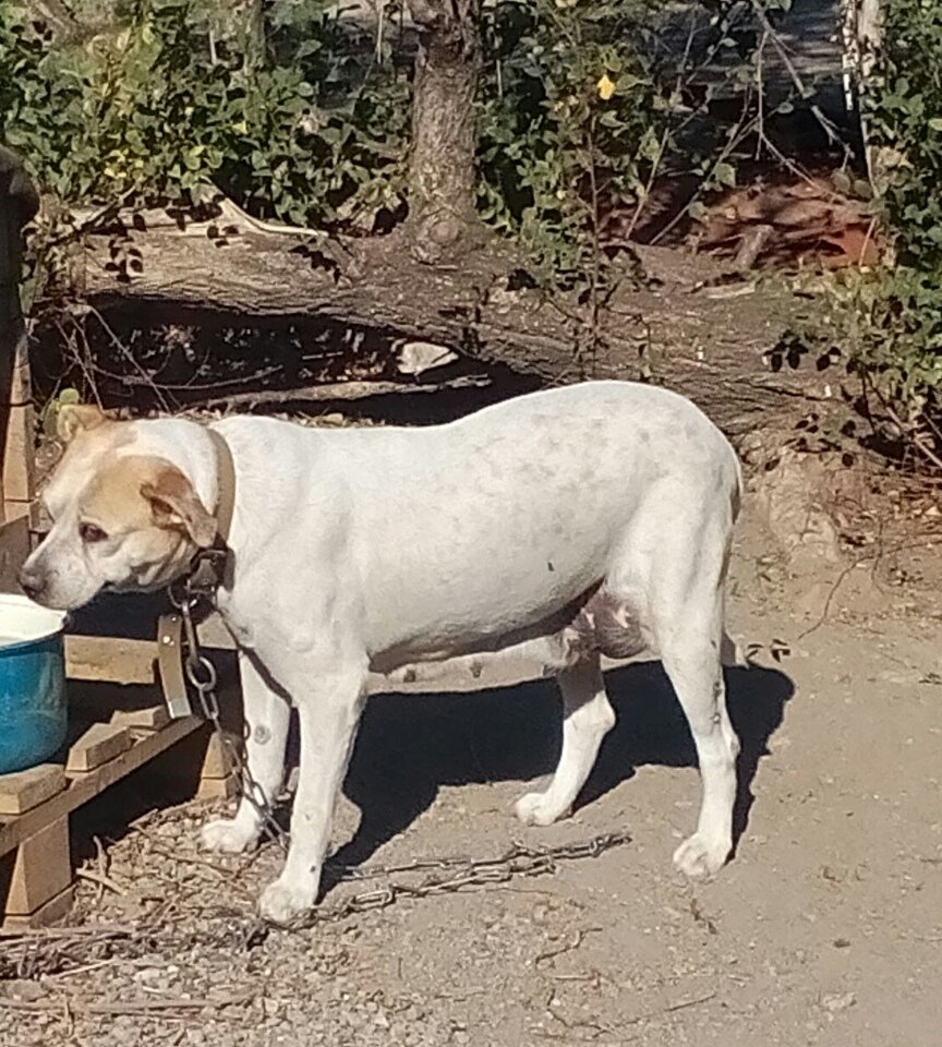 Удалось договориться с новым хозяином дачи временно пустить Дэзи хотя бы во двор, до пристройства. Я приезжала и кормила ее, и все время усиленно искала ей дом, но старая собака такой породы интереса и умиления не вызывала и желающих подарить ей дом не находилось… В 2018 году весной по обьявлению в газете я узнала о существовании приюта и обратилась туда. Но даже и тут пришлось приложить усилия, чтобы Дэзи приняли. Каждые выходные я навещала ее.. На тот момент в приюте находилось 80 собак и я не смогла безучастно пройти мимо. Так я стала волонтером!  И моя помощь бездомным животным обрела другой статус и смысл. Дези прожила в приюте недолго. От стресса у нее вылезла старая болячка, образовалась шишка и это оказалось раком. Ее прооперировали и ветеринар сказала, что выводить собаку из наркоза смысла нет – наличествовали обширные метастазы. Бедная моя Дэзи… Я до сих пор плачу по ней(( Слишком поздно пришло понимание, какая она и сколько для меня значила…
