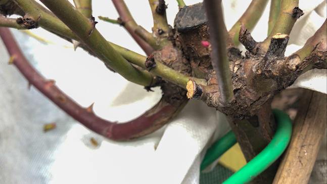 Преждевременное пробуждение почек весной может быть губительным для розы