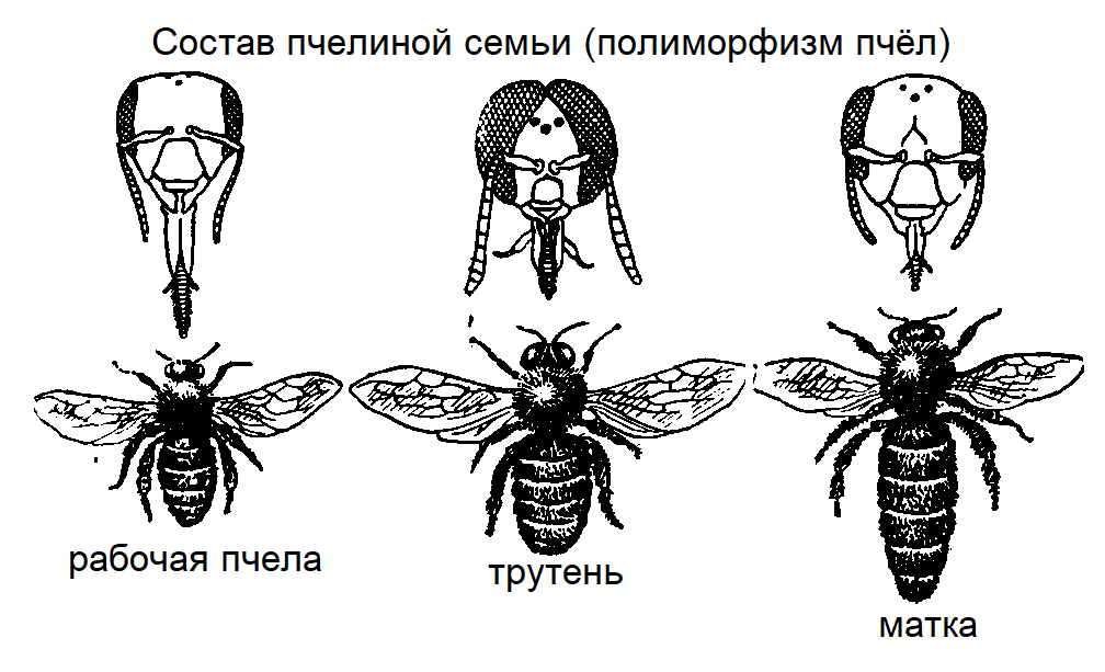 Партеногенез у пчел. Грузинская пчела. Грузинские пчелы живут в киндзмараульях. Роль пчел в жизни человека рисунок лёгкие летучие. Роль пчел в жизни человека рисункторtt.