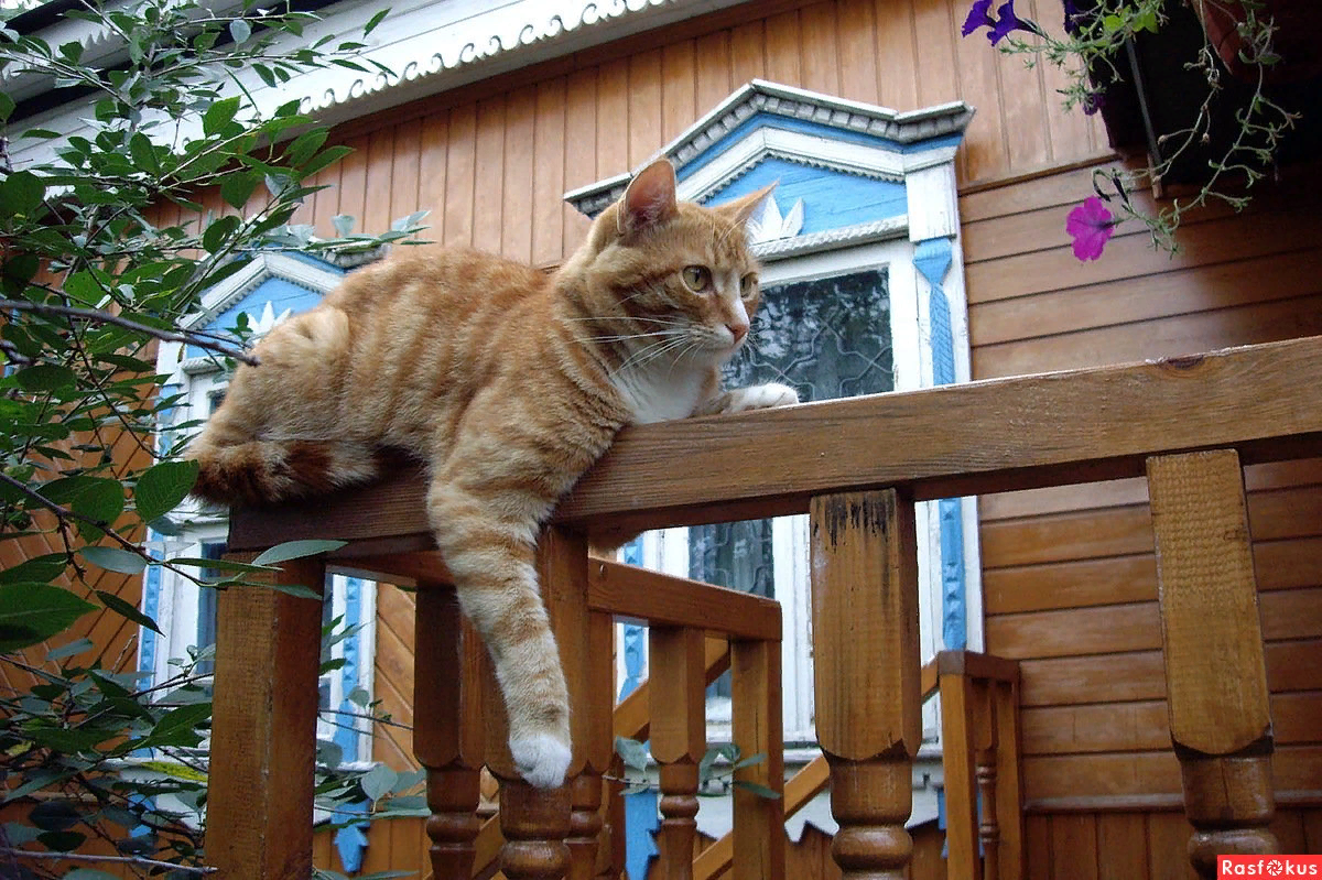 Кошка дачи купить. Кот в деревне. Кошка на даче. Деревенская кошка. Кошка в деревенском доме.