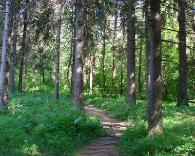 Шольские леса.