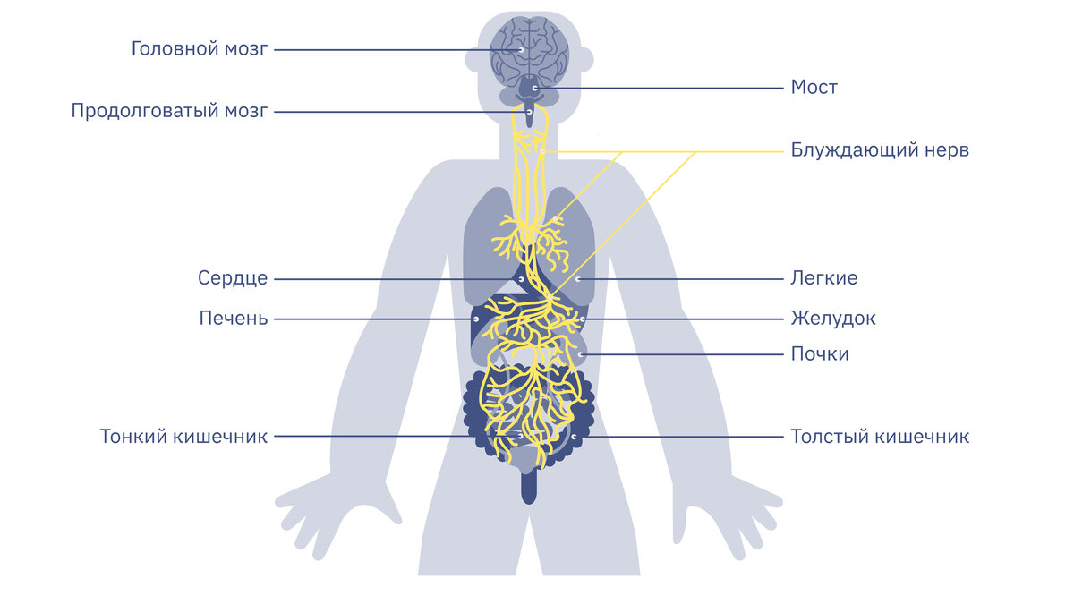 Что такое блуждающий нерв и где он находится | Купрум | Дзен