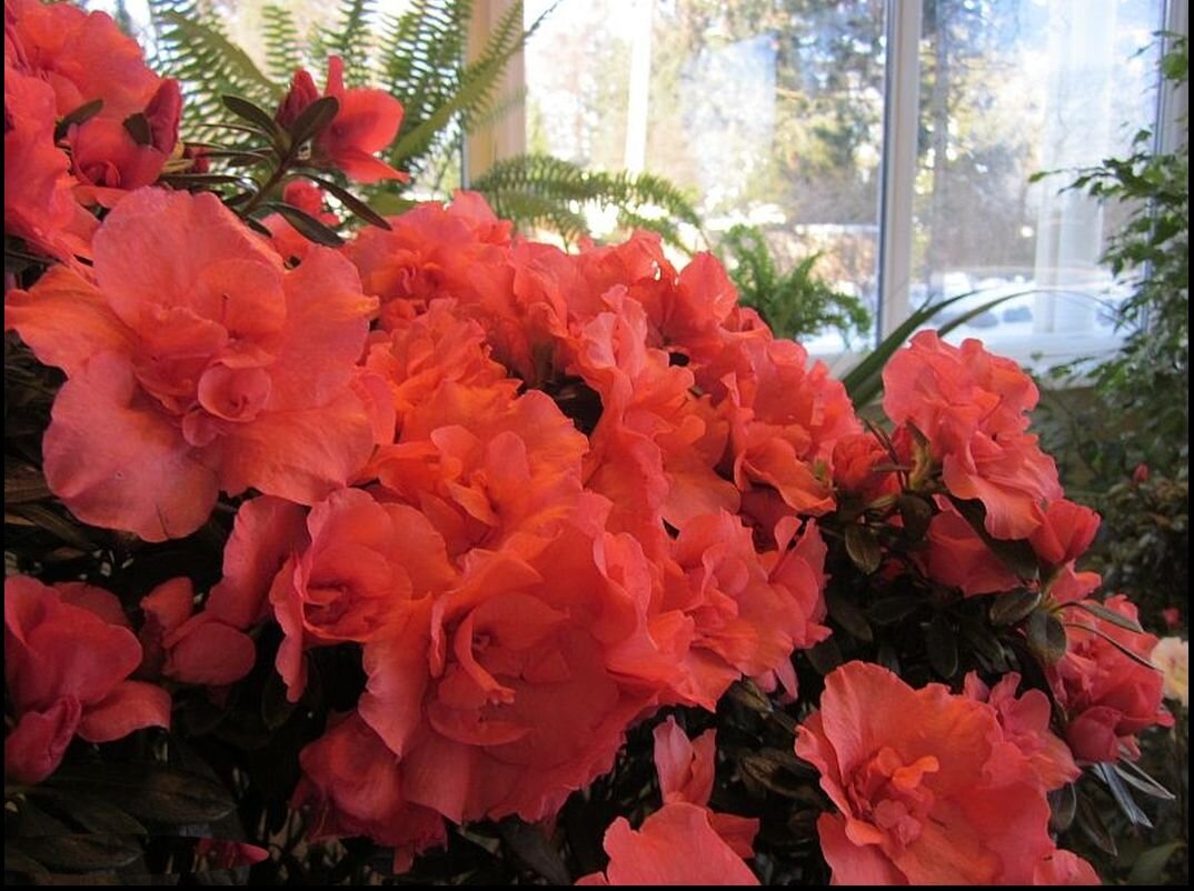 Азалия. Фото: "7 секретов"