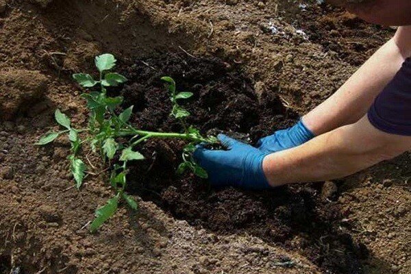 Высадка  рассады томатов. Фото из открытого источника  svlenta.ru