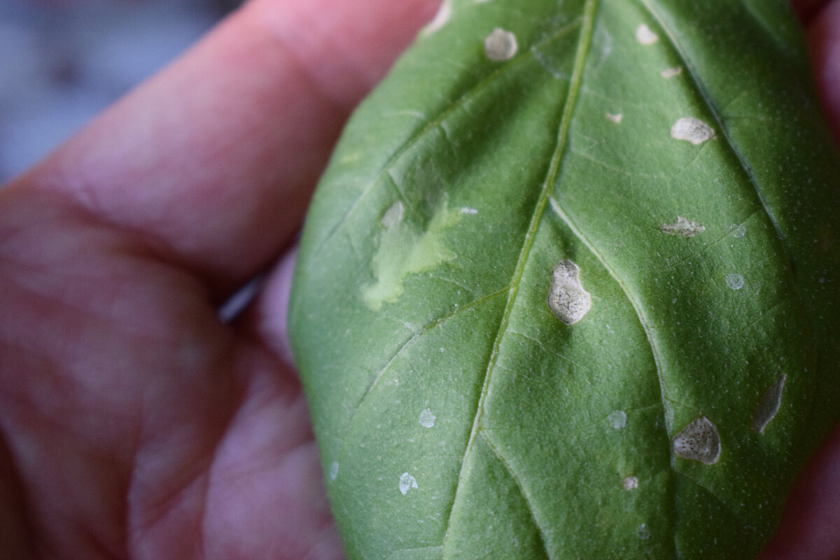 вот так трипсы покушали мои листочки баклажан(фото автора)
