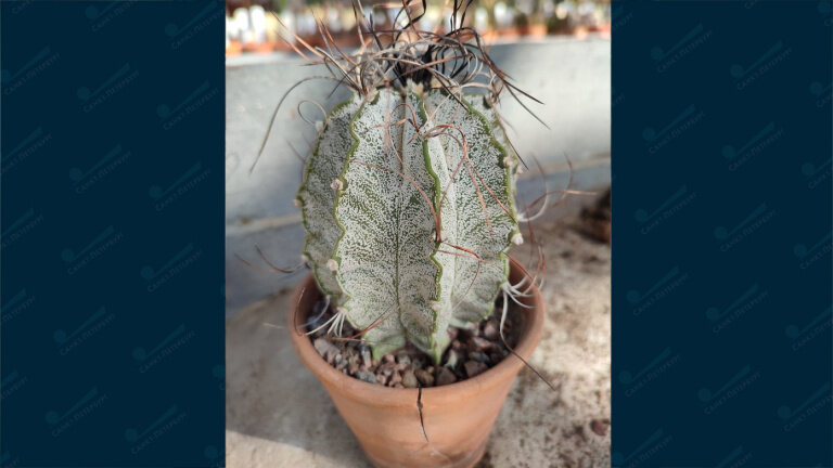 Украденный кактус белый астрофитум (Astrophytum capricorne) фото из отрытых источников