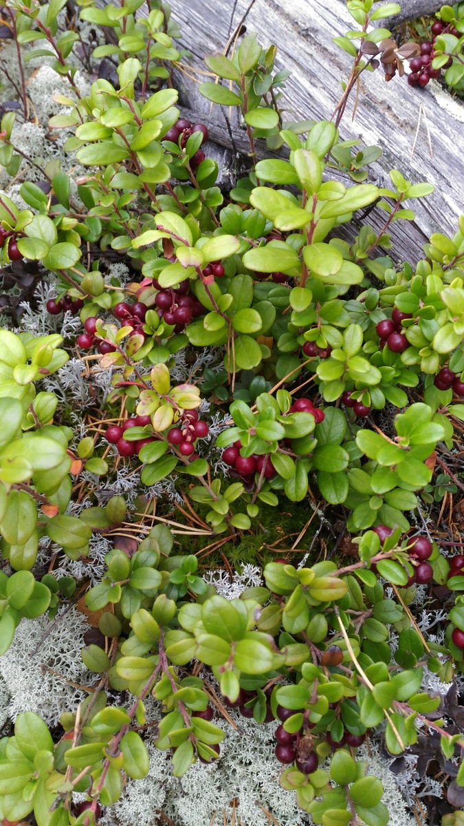 Кустики брусники