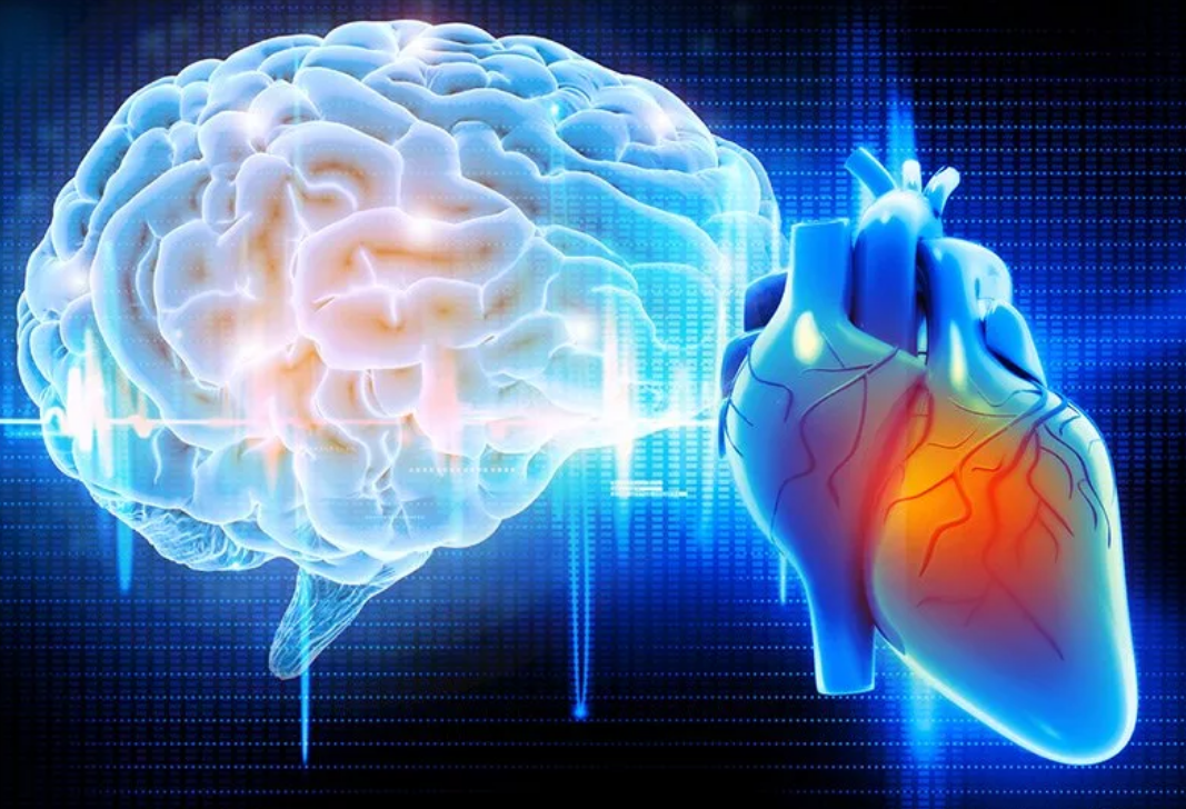 Мозг магнитное поле. Мозг и сердце. Сердце и головной мозг. Сердце и мозг человека. Человеческое сердце и мозг.