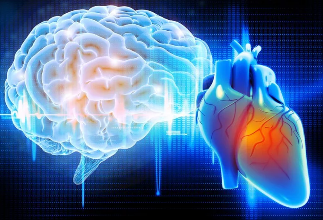 Сердце мозгом связаны. Мозг и сердце. Сердце и головной мозг. Сердце и мозг человека. Снимки мозга и сердце.