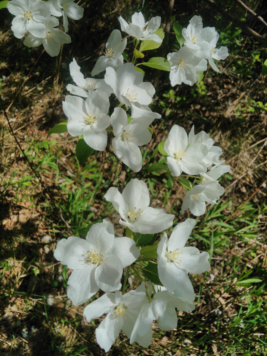 Мои дети -мои милые цветы,