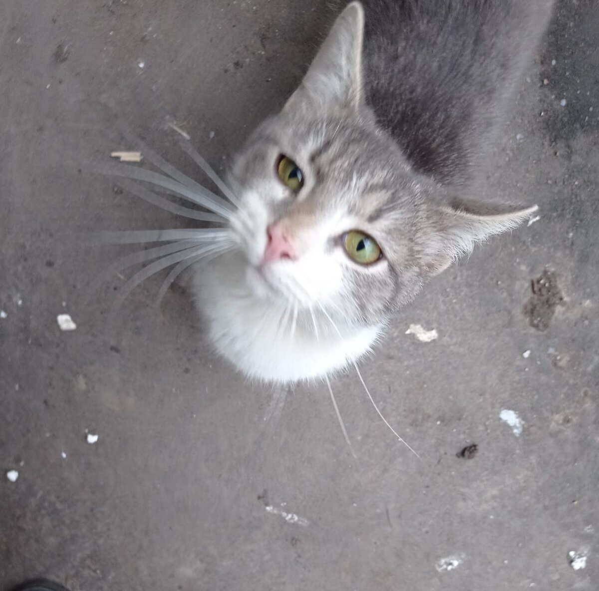 Готов прыгнуть на руки