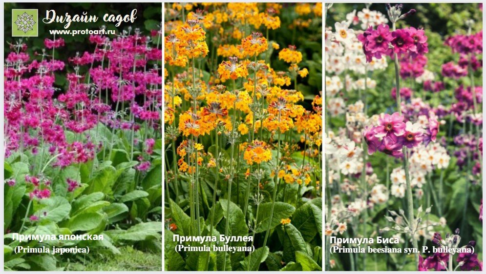 Примула Канделябра красиво смотрится на клумбах и рабатках, особенно она актуальна для тенистых частей сада и возле водоема, где ей будет очень комфортно.