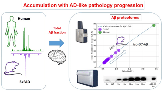    Схема эксперимента и результаты исследования: для анализа использовались трансгенные мыши, в мозге которых формируются бета-амилоидные бляшки, как и у больных Альцгеймером. Степень изомеризации бета-амилоидных пептидов (по вертикали) определяется интенсивностью масс-спектрометрического сигнала (по горизонтали). Результаты, полученные для мозга человека (зелёная точка), согласуются с результатами, полученными для мозга трансгенных мышей (фиолетовые точки) / ©Алексей Кононихин
