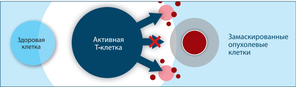 Схема, демонстрирющая невидимость замаскированных опухолевых клеток для Т-клеток. Источник: https://roszdravnadzor.gov.ru/drugs/monitpringlp/documents/77201