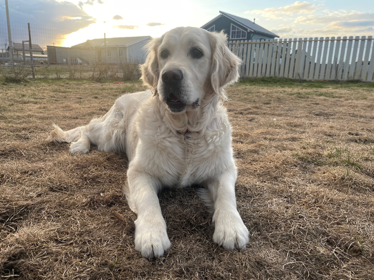 На фото наша младшенькая – Мия.