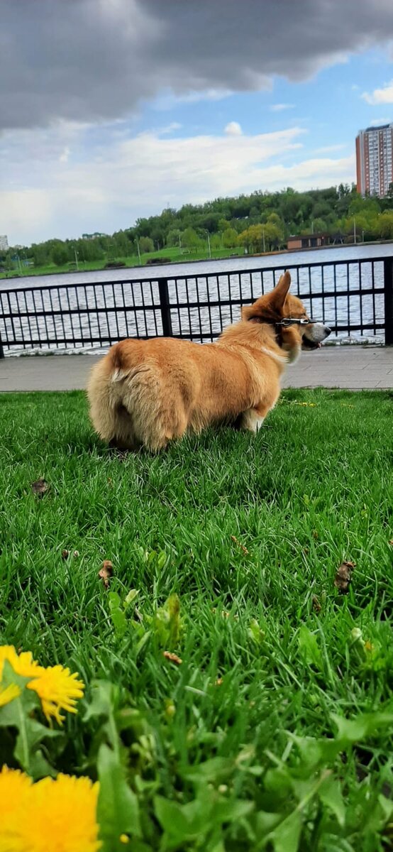 Корги и тополь | Жизнь Корги Фиби | Дзен