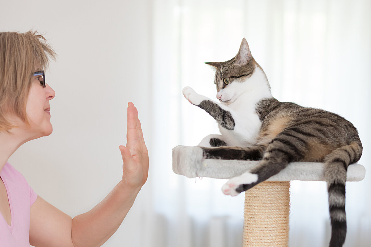 7 простых трюков и команд, которым можно научить домашнюю кошку